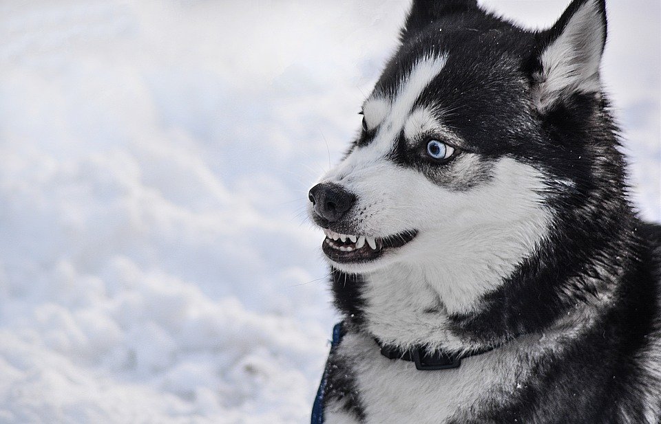 husky 