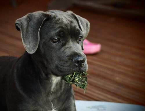 Il cane corso, un molossoide tutto italiano.